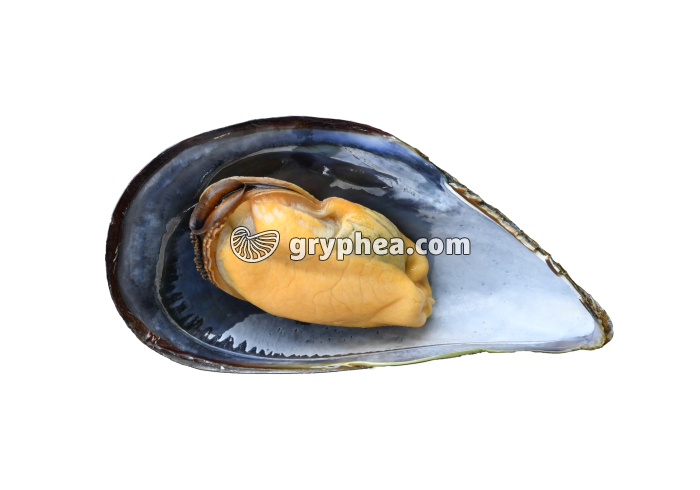 Moule (cuite) in situ dans sa valve (gauche) - gryphea.com